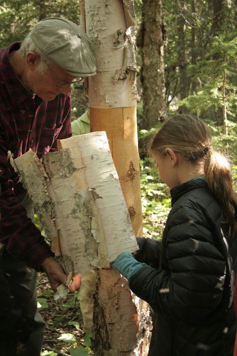 How to harvest birch bark safely : Instructables Birch Crafts Diy, Birch Branch Ideas Diy Projects, Birch Bark Crafts Diy, Birch Bark Decor, Shady Hollow, Birch Decor, Tree Bark Crafts, Bark Baskets, Bark Idea