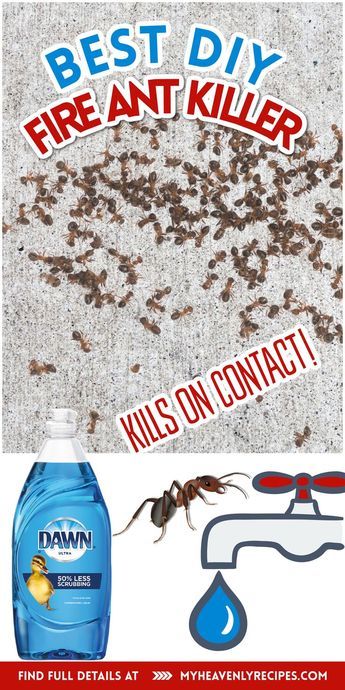 Homemade Ant Killer For Outside, Fire Ant Killer Homemade, Get Rid Of Red Ants, Ant Killer Natural, Ant Killer Spray, Home Remedies For Ants, Kill Fire Ants, Ant Killer Recipe, Homemade Ant Killer