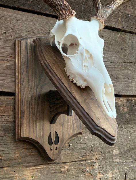 European Mount Plaque, European Skull Mount Ideas, Euro Mount Ideas, Deer Skull Mount Ideas, Deer Horn Ideas, Skull Mount Ideas, European Skull Mount, Horn Ideas, Euro Mount