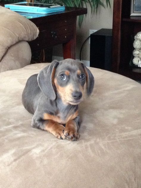 Cooper, a blue and tan dachshund... Blue Cream Dachshund, Blue And Cream Dachshund, Blue And Tan Dachshund, Dachshund Photos, Dachshund Funny Video, Cream Dachshund, Blue Dachshund, Tan Dachshund, Doxie Puppies