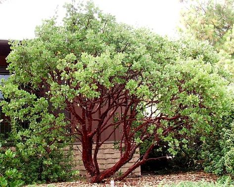 Drought Tolerant Trees, California Native Garden, Making Wreaths, Manzanita Tree, Drought Tolerant Garden, Drought Tolerant Landscape, California Native Plants, Native Plant Gardening, California Garden