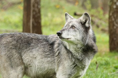 ♀ Northwestern Wolf | Flickr - Photo Sharing! Black Wolf With White Markings, Black Wolf And White Wolf, Northwestern Wolf, Wolf Black And White, Navajo Language, Wolf Therian, Wolf Black, Black And White Wolves Together, Huge Black Wolf