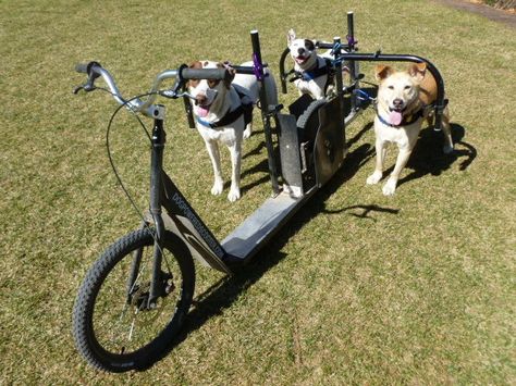 Focus your dogs energy!  More control AND freedom than a leash!  Its practical/safe Urban Mushing.  Its dog powered mobility fun. Dog Transport, Video Poster, Power Scooter, Dog Equipment, Biking With Dog, Projects Design, Dog Agility, Sporting Dogs, Dog Sledding