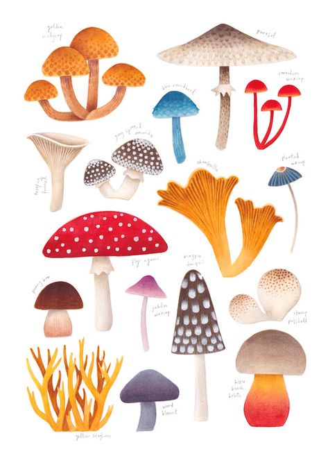 Laura Middleton Art - Mushrooms Illustrated Mushrooms, Kingfisher Illustration, Art Mushrooms, Phoebe Wahl, Natural History Illustration, Kingfisher Painting, Illustration Art Prints, Watercolour And Pencil, Mushroom Illustration