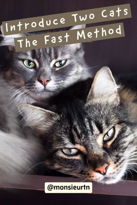 How To Get Cats To Get Along, How To Introduce Cats To Each Other, How To Introduce Cats, Cat Behaviour, Cat Behavior Problems, Spoiled Cats, Cat Advice, Cat Tips, How To Cat