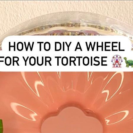 Tortoise Enrichment Ideas, Tortoise Enrichment, Sulcata Tortoise Diet, Tortoise Toys, Tortoise Run, Indian Star Tortoise, Popsicle Stick Houses, Tortoise House, Tortoise Table