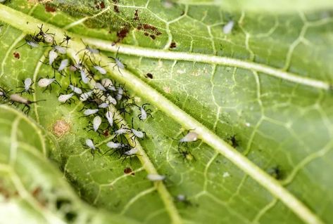 8 Tips on How to Get Rid of Squash Bugs Naturally Fruit Fly Repellent, Get Rid Of Squash Bugs, Garden Snakes, Backyard Food, Squash Bugs, Garden Bugs, Plant Pests, Gardening Gear, Bug Control