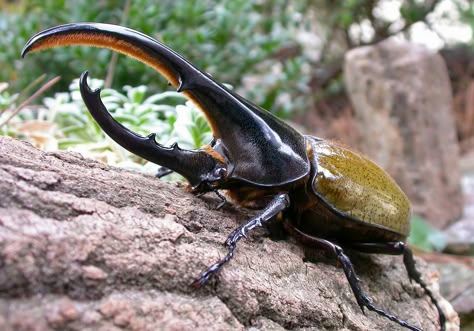 Hercules Beetle Costa Rica Wildlife, Hercules Beetle, Rhino Beetle, Strongest Animal, Beetle Insect, Insect Collection, Cool Bugs, Stag Beetle, Beautiful Bugs