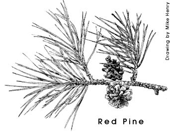 red pine needles Red Pine Tattoo, Red Pine Tree Tattoo, Pine Needle Tattoo, Red Pine Tree, Pine Tattoo, Mushroom Tattoo, Pine Tree Tattoo, Branch Tattoo, Mushroom Tattoos