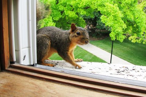 Are squirrels getting in your home? We offer squirrel removal service and building animal proofing / seal-up in New Jersey.   +1-800-273-7055  https://www.animalremovalnewjersey.com/   #squirrelremoval #squirreltrapping #squirrelsgone #buildingsealup #animalcontrol #animalremoval #wildlifecontrol #wildliferemoval #trapping #exclusion #animalproofing Squirrel Proof Garden, Get Rid Of Squirrels, Squirrel Home, Italian Christmas, Easy Landscaping, A Squirrel, Baby Squirrel, Animal Control, Tv Host