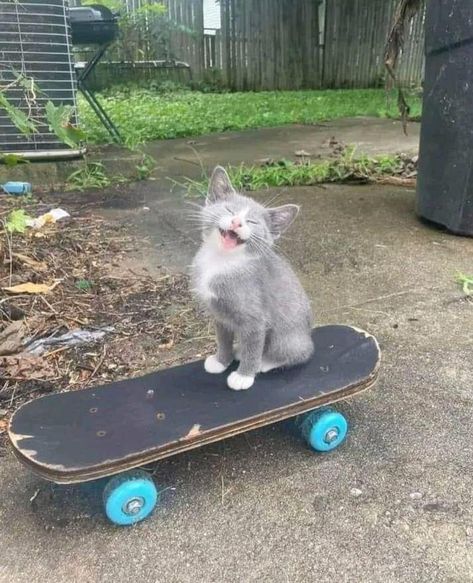 Cat On Skateboard, Cat Mem, Skateboard Wallpaper, Cat Skateboard, Skateboard Aesthetic, Kitten Love, Funny Cat Pictures, Cute Little Drawings, Funny Cute Cats