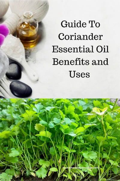 A Guide To Coriander Essential Oil and Its Benefits and Uses In Aromatherapy Coriander Essential Oil Benefits, Rosemary Benefits, Cilantro Oil, Coriander Essential Oil, Juniper Essential Oil, Nutmeg Essential Oil, Mandarin Essential Oil, Tangerine Essential Oil, Essential Oil Safety