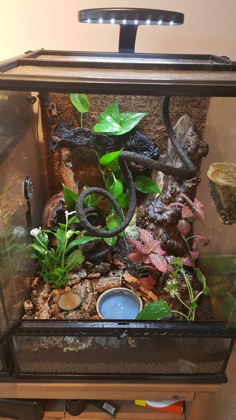 Bioactive Gecko Enclosure, Eyelash Crested Gecko Habitat, Crested Gecko Vivarium Ideas, Crested Gecko Bioactive Terrarium, Crested Gecko Terrarium Ideas, Crested Gecko Terrarium, Crested Gecko Enclosure, Crested Gecko Vivarium, Crested Gecko Habitat