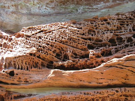 Honeycomb weathering at Altdahn Castle in the Palatinate Forest, Germany Biological Weathering, Physical Weathering, Chemical Weathering, Weather Rock, Weathering And Erosion, Parts Of The Earth, Humic Acid, Earth Surface, Plant Roots