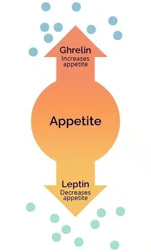 Leptin Resistance: What Is It and How Does It Affect My Weight? L Lysine Benefits, Leptin Resistance Diet, Leptin Resistance, Decrease Appetite, Increase Appetite, Need To Know, Diet, Health