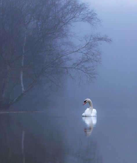 https://flic.kr/p/SP5x2N | Swan Lake Swan Stuffed Animal, Swan Lake Aesthetic, Camilla Macaulay, Swan Aesthetic, Swan Photography, Swan Bird, Swan Painting, Swans Art, Lake Painting