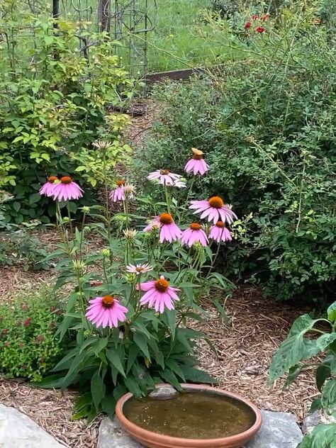 Texas Native Plants Landscaping, Mexican Lime Tree, Texas Hill Country Landscaping, Hill Country Landscaping, Texas Hill Country Decor, Native Plant Landscape, Landscaping Shrubs, Texas Native Plants, Texas Hills