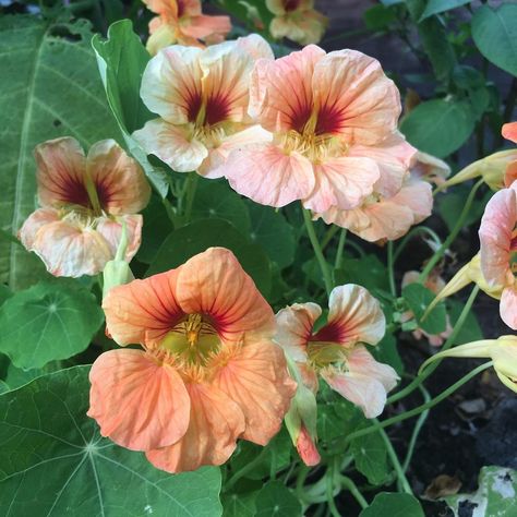 Tropaeolum Majus, Backyard Plan, Gardening Flowers, Garden Quotes, Front Yard Garden, Desert Plants, Fruit Garden, All Flowers, Photo Location