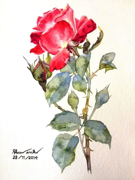 Watercolor Blog, Watercolor Art Paintings, Rose Drawing, Watercolor Flower Art, 수채화 그림, Watercolor Art Lessons, Watercolor Flowers Paintings, Flower Art Painting, Rose Art