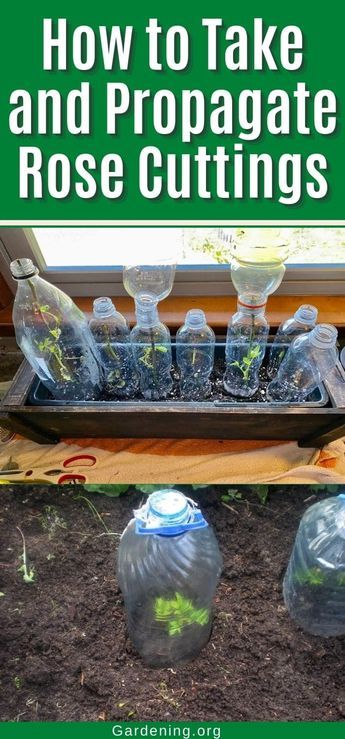 Propagating roses from cuttings is easy and fun. You can start with a few cuttings and grow it into a beautiful rose bush. How To Propagate Roses From Bouquet, How To Start A Rose Bush From A Stem, Starting Roses From Cuttings, Propagating Roses From Cuttings, Propogate Roses, Growing Roses From Cuttings, Rose Propagation, Planting Rose Bushes, Grow Roses From Cuttings