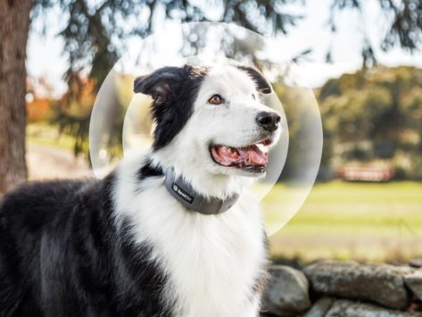 Halo Collar vs SpotOn – How is the Halo Dog Collar Different? Collar Outfits Aesthetic, Dog Marketing, Livestock Guardian Dog, Dog Shock Collar, Wireless Dog Fence, Halo 2, Cloudy Weather, Shock Collar, Farm Dogs