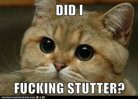 Did I Stutter, Facebook Fail, Cat Boarding, Funny Cat Memes, Funny Cat Pictures, Peaky Blinders, Funny Cat, Cat Pics, All The Way