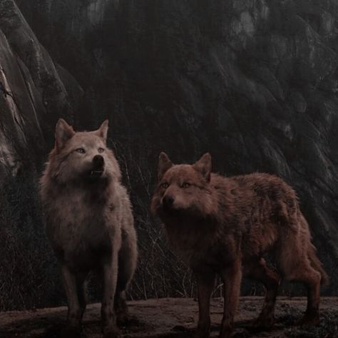 Quileute Aesthetic, Twilight Wolf Pack Aesthetic, Twilight Leah, Quileute Tribe, Twilight Wolves, Seth Clearwater, Calling All The Monsters, Twilight Wolf Pack, Twilight Images