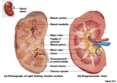 kidney physiology and anatomy | Posted by Bnb1128 at 5:01 PM Kidney Diagram, Renal Physiology, Kidney Anatomy, The Urinary System, Diagnostic Medical Sonography, Urinary System, Gross Anatomy, Medical Videos, Human Body Anatomy