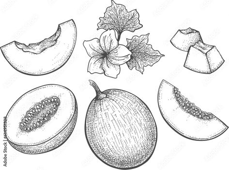 Cantaloupe Drawing, Leaves Sketch, Sketch Icon, Fruit Icons, Fruit Vector, Food Illustration Art, Black And White Cartoon, Engraving Illustration, Fruit Illustration