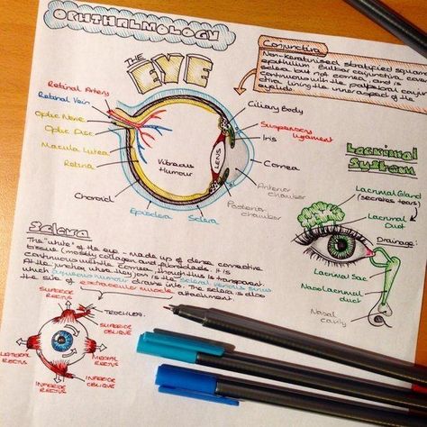 Eye Anatomy Notes, Anatomy Notes, Medical Notes, Eye Anatomy, Medicine Notes, Medical Student Study, Medical School Studying, Nursing School Notes, School Organization Notes