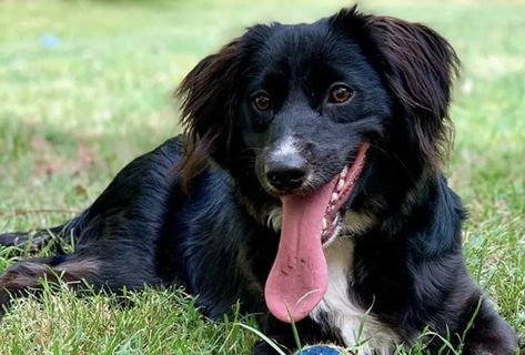 27 Beautiful Border Collie Mixes - With Pictures! Designer Dogs, Border Collie Mix, Corgi Mix, Hybrid Dogs, Collie Mix, Afghan Hound, Herding Dogs, Smart Dog, Staffordshire Terrier