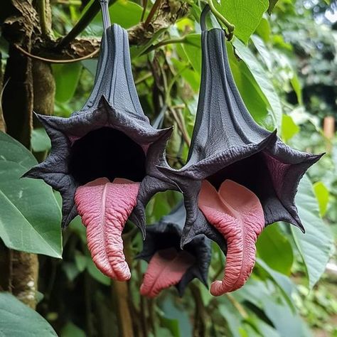 Bat Flower Aesthetic, Bat With Flowers, Gothic Plant Aesthetic, Black Bat Flower, Black Bats Flower, Bat Orchid, Bat Flower, Goth Garden, Strange Flowers