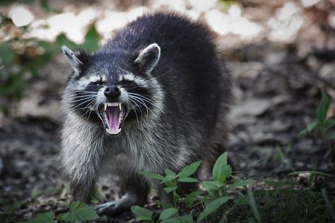 Seriously, don't mess w/raccoons!! They can be dangerous - even if they are amusing and beautiful. The Predator, Wild Kingdom, American Gothic, Trash Panda, Racoon, Chickens Backyard, Pictures Images, Hawks, Coop