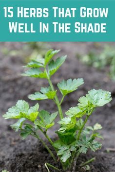 Shade Herbs, Outdoor Herb Garden, Vegetable Garden Planner, Herbs Garden, Diy Herb Garden, Herb Garden Design, Garden Veggies, Garden Types, Garden Help