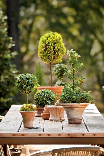 Lemon Cypress, Container Gardening Ideas, English Ivy, Topiary Trees, Garden Containers, Topiaries, Window Box, Garden Table, Shade Garden