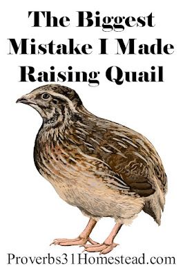 Quail Dust Bath Ideas, Natural Quail Habitat, Button Quail, Quail Coop, Raising Quail, Dust Bath, Chicken Chick, Quail Eggs, Poultry Farm