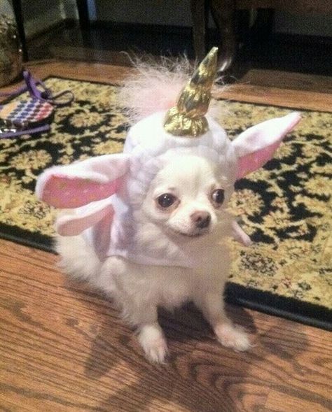 A unicorn chihuahua #cute Dog Biting Training, Smartest Dog Breeds, Unicorn Costume, Mythical Beast, Chihuahua Love, Silly Dogs, Cute Animals Images, Chihuahua Puppies, Dog Costumes