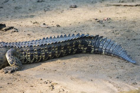 Crocodile Tail Drawing, Gator Tail, Estuarine Crocodile, Crocodile Facts, Alligator Tail, Tmnt Oc, Crocodile Tail, Cycle Pictures, Wallpaper Dog Aesthetic