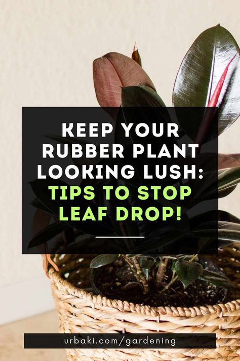 Rubber plants, also known as Ficus elastica, are a stunning addition to any plant lover's home. With their elegant appearance and air-purifying abilities, it's no wonder they're a popular choice for indoor greenery. But, nothing is more frustrating than seeing those gorgeous leaves hit the floor! If you're dealing with the pesky problem of leaf drops on your rubber plant, don't worry! There are several practical solutions that can help prevent this issue and keep your plant looking lush and... Why Is My Rubber Plant Dropping Leaves, Rubber Plant Care, Plant Shed, Ficus Elastica, Rubber Plant, Rubber Tree, Air Purifying Plants, Bedroom Plants, Healthy Environment