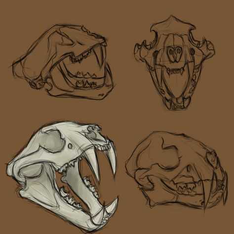 Here is my drawing of tiger skull made digitaly. Jaguar Skull Drawing, Tiger Skeleton Drawing, Dog Skull Sketch, Tiger Skull Reference, Animals Skull Drawing, How To Draw Animal Skulls, Cat Bones Drawing, Skull Drawing Animal, Cat Skull Sketch