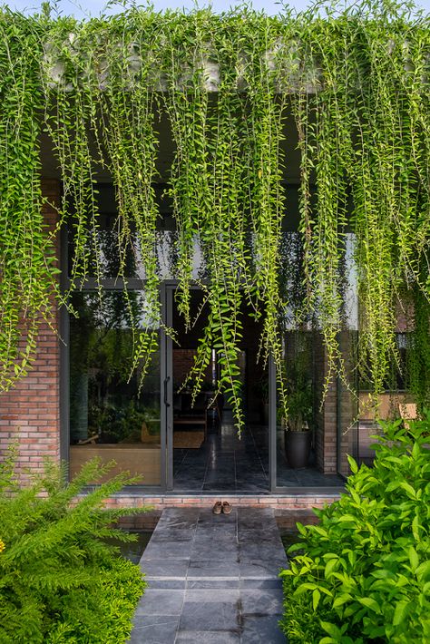 21 Fast Growing Creepers and Vines | Balcony Garden Web Curtain House, Creepers Plants, Fast Growing Vines, Climber Plants, Hanging Plants Outdoor, Kolam Koi, Screen Plants, Growing Vines, Climbing Hydrangea