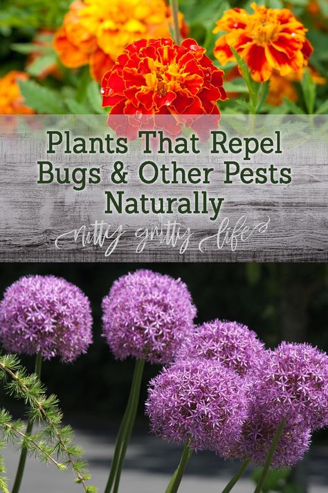 Pest Free Garden, Plants That Repel Flies, Slugs In Garden, Plants That Repel Bugs, Organic Insecticide, Herbs And Plants, Organic Pesticide, Plant Pests, Companion Plants