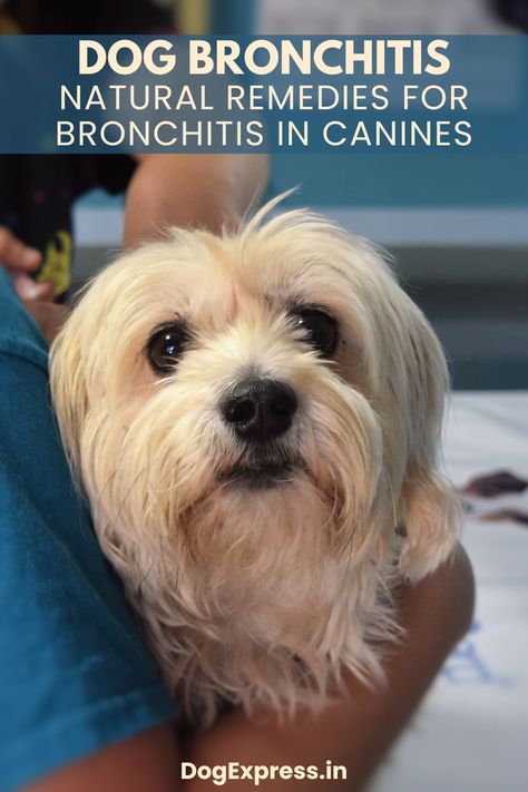 Bronchitis in Dog Natural Remedies For Bronchitis, Heartworm Prevention, Dog Insurance, Dog Dental Care, Dog Dental, Veterinary Hospital, Puppy Mills, Dogs Pooping, Puppy Adoption