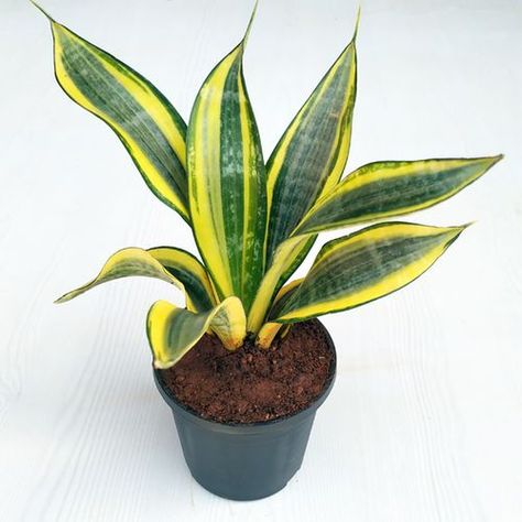 Sansevieria Trifasciata Gold Hahnii care, images and videos - ChooseYourPlant Easy Plants To Grow Indoors, Plants To Grow Indoors, Lovely Aesthetic, Snake Plant Care, Sansevieria Plant, Drought Resistant Plants, Easy Plants To Grow, Sansevieria Trifasciata, Yellow Plants