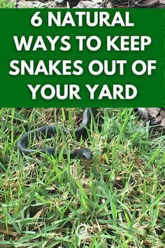 Plants To Deter Snakes, Repel Snakes In Yard, Getting Rid Of Snakes In Yard, Plants That Deter Snakes, Moth Balls For Snakes, Best Snake Repellent, Snake Deterrent Plants, Get Rid Of Snakes Around House, Snake Proof Yard