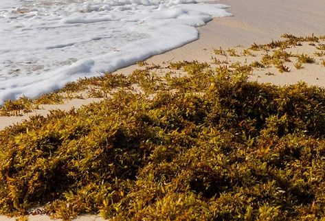 Wikipedia word of the day is sargasso : A brown alga of the genus Sargassum that forms large floating masses. (figurative) A confused tangled mass or situation. (biology oceanography) A part of an ocean or sea characterized by floating masses of sargassos like the Sargasso Sea. The Dominican-born author Jean Rhys who wrote the novel Wide Sargasso Sea (1966) was born on this day 130 years ago in 1890. Wide Sargasso Sea, Jean Rhys, Weird Laws, Sargasso Sea, Comedy Skits, Beach At Night, College Town, Oceanography, Word Of The Day