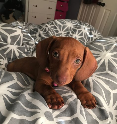 Daisy Mae 12 weeks old..dachshund puppy..short haired red..miniature dachshund..puppy photoshoot. #SausageDog #Doxie #DachshundLover #DogLover #DogObssessed #MiniDachshund #MiniDoxie #WeenieDog #DogPortrait #DogMom #DachshundMom #Puppy #DachshundPuppy #DoxiePuppy Red Dachshund Puppy, Miniature Dachshund Puppy, Short Haired Dachshund, Puppy Photoshoot, Red Dachshund, Doxie Puppies, Baby Dachshund, Dachshund Puppy Miniature, Miniature Dachshunds