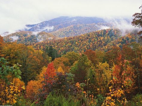 Appalachian Mountains North Carolina, Mountains Beautiful, Lush Landscape, Mountain Pictures, Boone Nc, Nc Mountains, North Carolina Mountains, Mountain Wallpaper, Physical Features