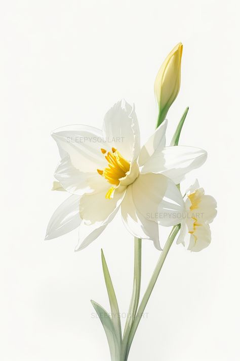 Daffodil Flower Aesthetic, Daffodil Aesthetic, Daffodils Aesthetic, Daffodil Birth Flower, Jonquil Flower, March Flowers, March Flower, March Birth Flower, Loose Watercolour