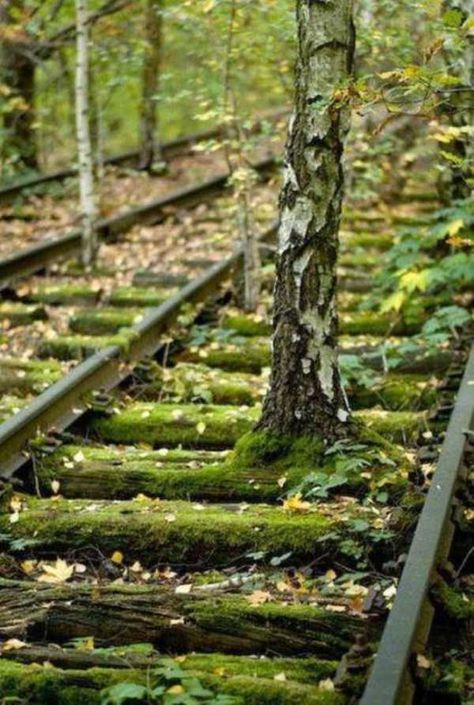 40 Hauntingly Beautiful Abandoned Places And Forgotten Things - Feels Gallery Abandoned Train, Moss Covered, Nature Park, Old Train, Foto Art, Angkor Wat, Train Tracks, Abandoned Buildings, Growing Tree